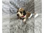 Dachshund PUPPY FOR SALE ADN-792384 - Miniature dachshund puppy