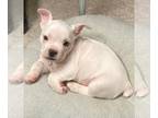 French Bulldog-Rat Terrier Mix PUPPY FOR SALE ADN-792411 - Frenchie mix