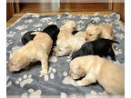 Labrador Retriever PUPPY FOR SALE ADN-792635 - Adorable Lab Puppies