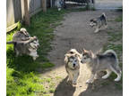 Alaskan Malamute PUPPY FOR SALE ADN-792644 - 4 Sweet Males and 1 Female
