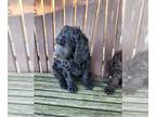 Poodle (Standard) PUPPY FOR SALE ADN-792652 - AKC Standard Poodle Puppies