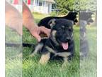 German Shepherd Dog PUPPY FOR SALE ADN-792654 - AKC German Shepherd pups