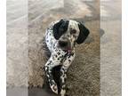 German Shorthaired Pointer PUPPY FOR SALE ADN-792671 - GSP and Dalmatian Puppy