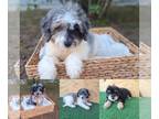 Aussiedoodle PUPPY FOR SALE ADN-792676 - Toy Aussiedoodle