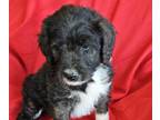 Border Collie-Bordoodle Mix PUPPY FOR SALE ADN-792685 - Bordoodle puppies for