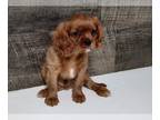 Cavalier King Charles Spaniel PUPPY FOR SALE ADN-792692 - Max