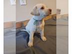 Labrador Retriever PUPPY FOR SALE ADN-792695 - AKC Labs Champion Bloodlines