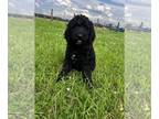 Poodle (Standard) PUPPY FOR SALE ADN-792697 - Standard Poodle Puppies