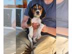 Beagle PUPPY FOR SALE ADN-792709 - Ivys Puppies