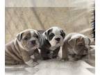 English Bulldog PUPPY FOR SALE ADN-792714 - AKC English Bulldog puppies