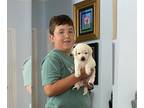 Labrador Retriever PUPPY FOR SALE ADN-792721 - AKC WHITE Ivory English Lab