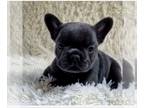 French Bulldog PUPPY FOR SALE ADN-792723 - FANTASTIC BLUE GIRL SMALL AND CUTE
