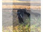 Labrador Retriever PUPPY FOR SALE ADN-792726 - AKC Black Lab