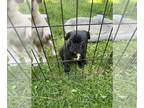 Frenchie Pug PUPPY FOR SALE ADN-792737 - Male Frug