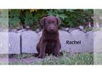 Labrador Retriever PUPPY FOR SALE ADN-792738 - Chocolate and black Lab puppies