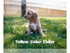 Goldendoodle PUPPY FOR SALE ADN-792741 - Beautiful Goldendoodles