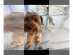 Yorkshire Terrier PUPPY FOR SALE ADN-792742 - Good boy