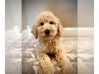 Goldendoodle PUPPY FOR SALE ADN-792744 - Amber