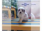 Poodle (Toy) PUPPY FOR SALE ADN-792750 - Miniature Toy Poodle Pups