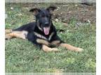 German Shepherd Dog PUPPY FOR SALE ADN-792753 - Champions bloodlineGerman
