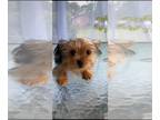Yorkshire Terrier PUPPY FOR SALE ADN-792755 - Yorkie