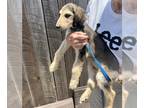 Afghan Hound PUPPY FOR SALE ADN-792760 - Afghan Hound Puppy Male