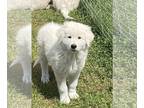 Akbash Dog-Maremma Sheepdog Mix PUPPY FOR SALE ADN-792771 - Maremma Akbash