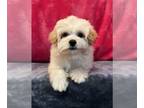 Pom-A-Poo PUPPY FOR SALE ADN-792776 - Girl pomapoo puppy