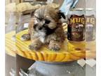 Morkie PUPPY FOR SALE ADN-792796 - Tcup Fiona 26 ounces