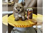Morkie PUPPY FOR SALE ADN-792797 - Lil JitterBug 22 ounces