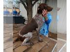 German Shorthaired Pointer PUPPY FOR SALE ADN-792837 - AKC Registered