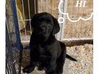 Labrador Retriever PUPPY FOR SALE ADN-792849 - AKC LABRADOR RETIEVERS PUPPIES