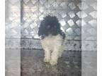 Poodle (Toy) PUPPY FOR SALE ADN-792895 - AKC toy poodle puppy
