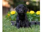 Goldendoodle PUPPY FOR SALE ADN-792896 - Goldendoodle multigeneration puppies