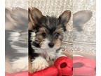 Yorkshire Terrier PUPPY FOR SALE ADN-792898 - Tricolor Parti Yorkie Male