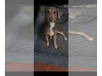 Weimaraner DOG FOR ADOPTION ADN-792759 - weimaraner lab