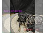 Mutt DOG FOR ADOPTION ADN-792749 - Re homing mutt pups