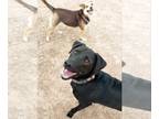 Mastador DOG FOR ADOPTION RGADN-1088590 - **SHADOW - Labrador Retriever /