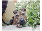 Spanish Mastiff DOG FOR ADOPTION RGADN-1088934 - Herman - Spanish Mastiff /