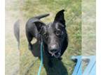German Shepherd Dog Mix DOG FOR ADOPTION RGADN-1089144 - Rocky - German Shepherd