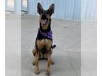 Doberman Pinscher-German Shepherd Dog Mix DOG FOR ADOPTION RGADN-1089543 - Layla