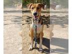 American Foxhound Mix DOG FOR ADOPTION RGADN-1089773 - Remington - - American