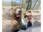 Chow Chow-Mastiff Mix DOG FOR ADOPTION RGADN-1090278 - Rigby - Mastiff / Chow