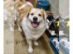Great Pyrenees Mix DOG FOR ADOPTION RGADN-1091823 - Fluffy & Poe - Great