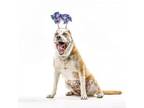 Adopt Zul a Pit Bull Terrier, Mixed Breed