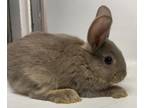 Adopt Hershey a Bunny Rabbit