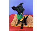 Adopt Patrice a Mixed Breed