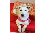Adopt Avery a Mixed Breed