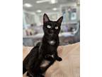 Adopt Lucky Penny a Domestic Short Hair
