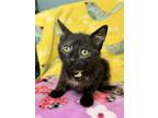 Adopt Frosting a Domestic Short Hair